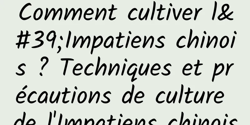 Comment cultiver l'Impatiens chinois ? Techniques et précautions de culture de l'Impatiens chinois