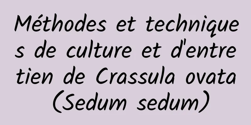 Méthodes et techniques de culture et d'entretien de Crassula ovata (Sedum sedum)