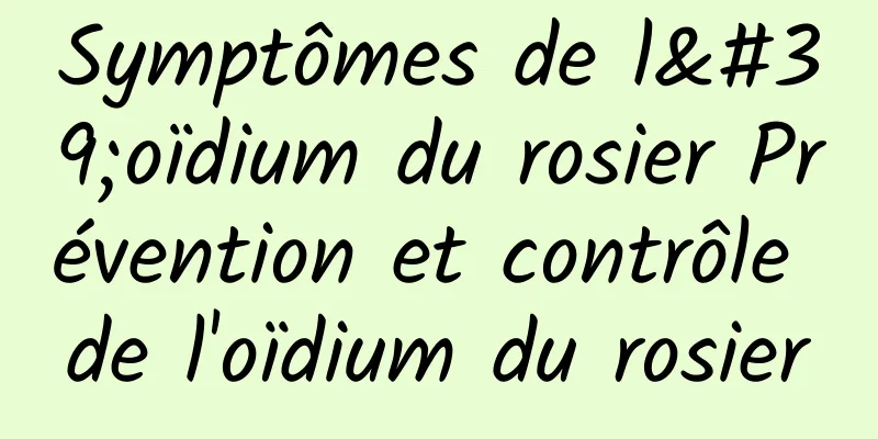 Symptômes de l'oïdium du rosier Prévention et contrôle de l'oïdium du rosier