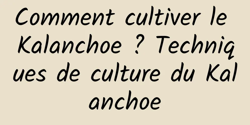 Comment cultiver le Kalanchoe ? Techniques de culture du Kalanchoe