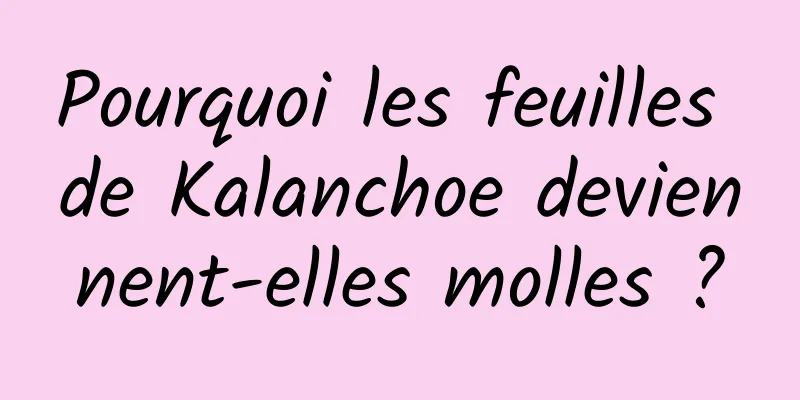 Pourquoi les feuilles de Kalanchoe deviennent-elles molles ?