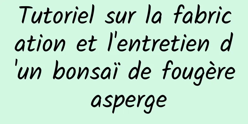 Tutoriel sur la fabrication et l'entretien d'un bonsaï de fougère asperge