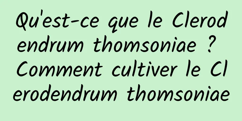 Qu'est-ce que le Clerodendrum thomsoniae ? Comment cultiver le Clerodendrum thomsoniae