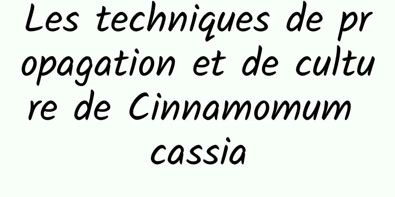 Les techniques de propagation et de culture de Cinnamomum cassia