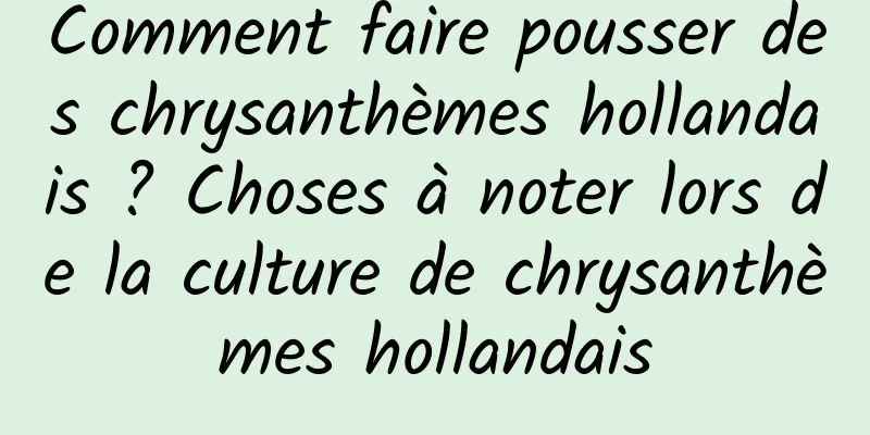 Comment faire pousser des chrysanthèmes hollandais ? Choses à noter lors de la culture de chrysanthèmes hollandais