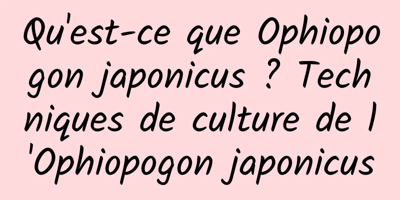 Qu'est-ce que Ophiopogon japonicus ? Techniques de culture de l'Ophiopogon japonicus