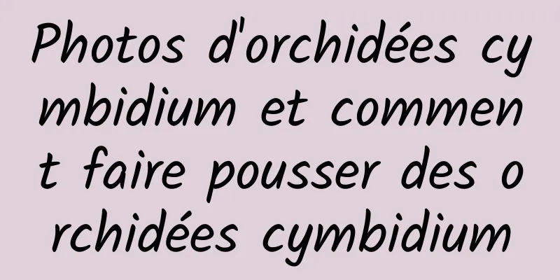 Photos d'orchidées cymbidium et comment faire pousser des orchidées cymbidium