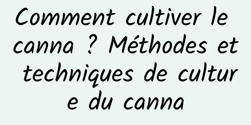 Comment cultiver le canna ? Méthodes et techniques de culture du canna