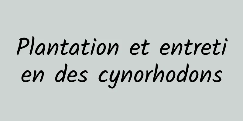 Plantation et entretien des cynorhodons