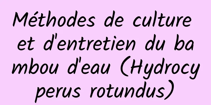 Méthodes de culture et d'entretien du bambou d'eau (Hydrocyperus rotundus)