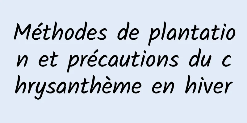 Méthodes de plantation et précautions du chrysanthème en hiver