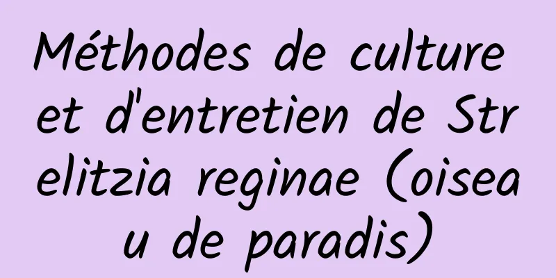 Méthodes de culture et d'entretien de Strelitzia reginae (oiseau de paradis)