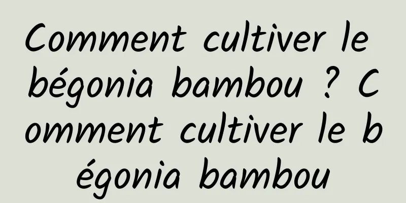 Comment cultiver le bégonia bambou ? Comment cultiver le bégonia bambou