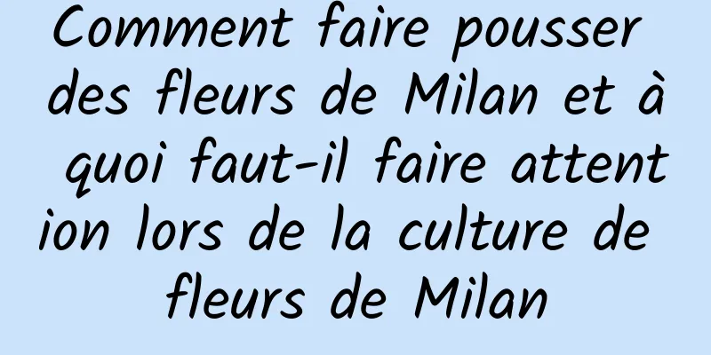 Comment faire pousser des fleurs de Milan et à quoi faut-il faire attention lors de la culture de fleurs de Milan