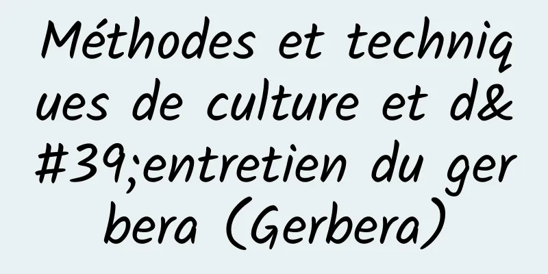 Méthodes et techniques de culture et d'entretien du gerbera (Gerbera)