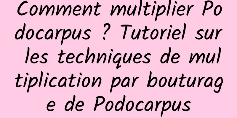 Comment multiplier Podocarpus ? Tutoriel sur les techniques de multiplication par bouturage de Podocarpus