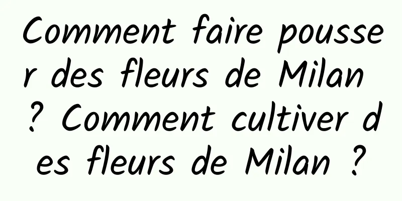 Comment faire pousser des fleurs de Milan ? Comment cultiver des fleurs de Milan ?