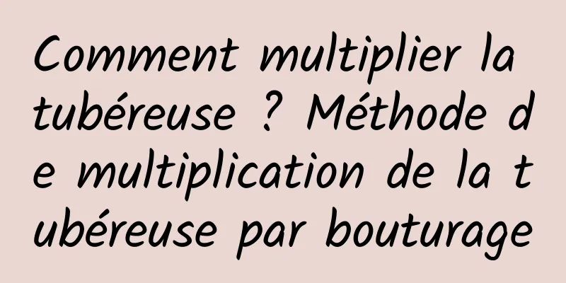 Comment multiplier la tubéreuse ? Méthode de multiplication de la tubéreuse par bouturage