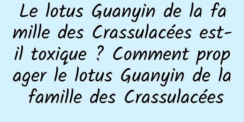 Le lotus Guanyin de la famille des Crassulacées est-il toxique ? Comment propager le lotus Guanyin de la famille des Crassulacées