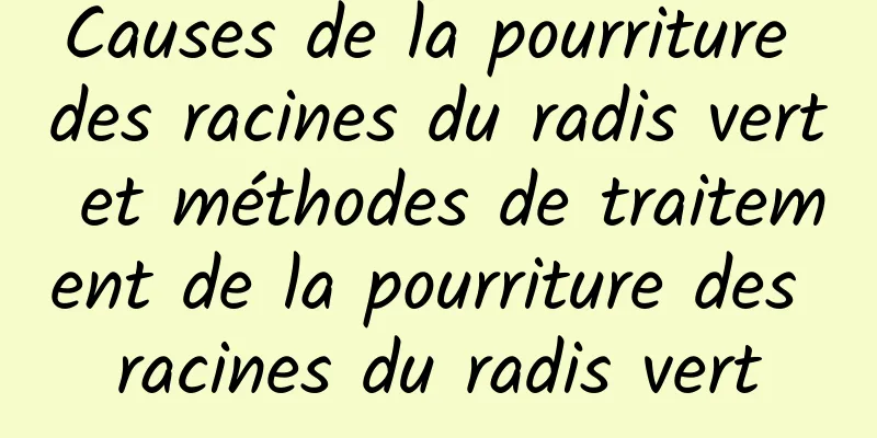 Causes de la pourriture des racines du radis vert et méthodes de traitement de la pourriture des racines du radis vert