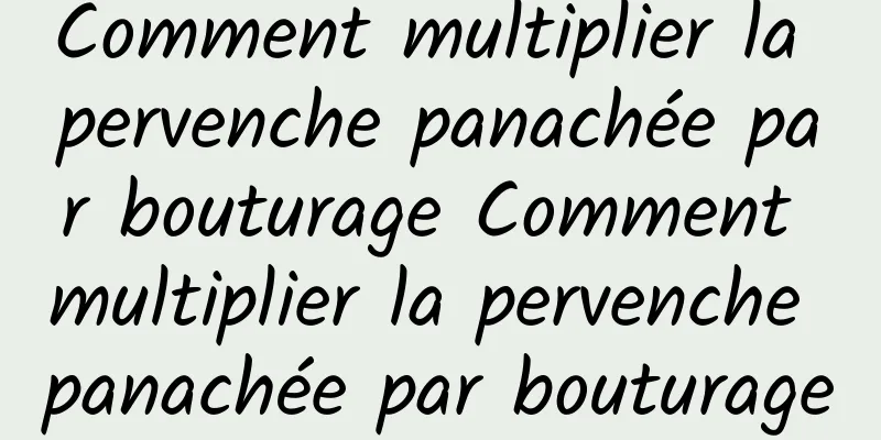 Comment multiplier la pervenche panachée par bouturage Comment multiplier la pervenche panachée par bouturage