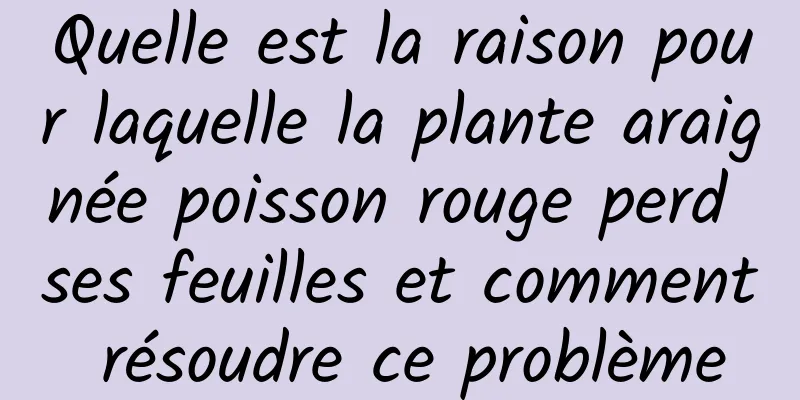 Quelle est la raison pour laquelle la plante araignée poisson rouge perd ses feuilles et comment résoudre ce problème