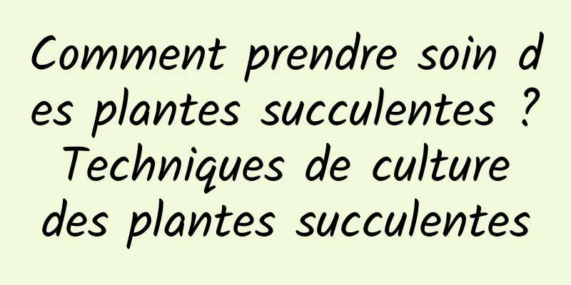 Comment prendre soin des plantes succulentes ? Techniques de culture des plantes succulentes