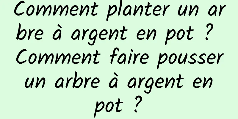 Comment planter un arbre à argent en pot ? Comment faire pousser un arbre à argent en pot ?