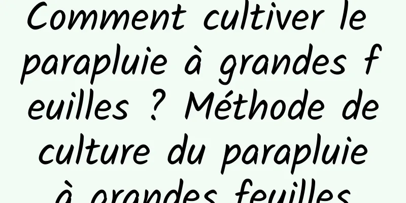 Comment cultiver le parapluie à grandes feuilles ? Méthode de culture du parapluie à grandes feuilles