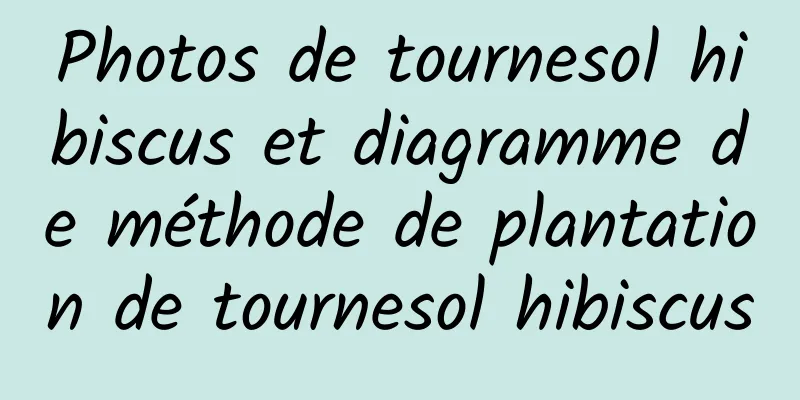 Photos de tournesol hibiscus et diagramme de méthode de plantation de tournesol hibiscus