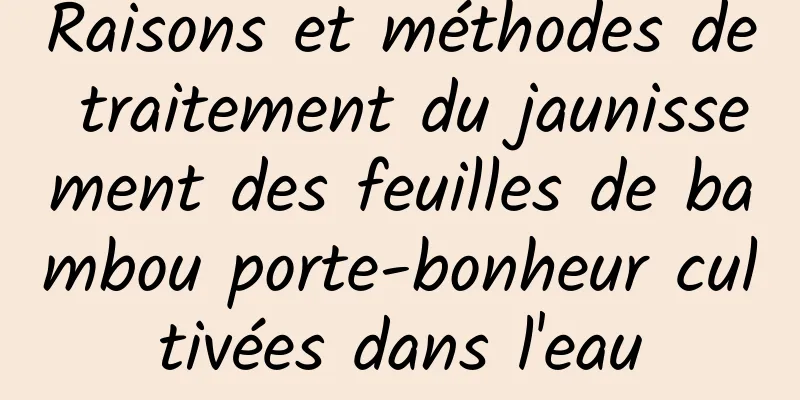 Raisons et méthodes de traitement du jaunissement des feuilles de bambou porte-bonheur cultivées dans l'eau