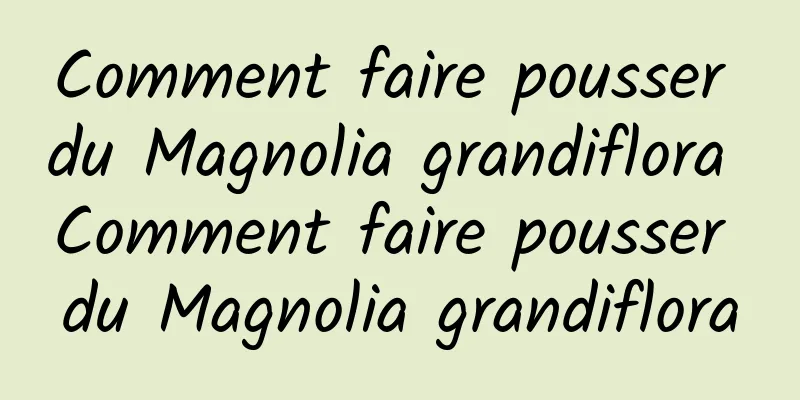 Comment faire pousser du Magnolia grandiflora Comment faire pousser du Magnolia grandiflora