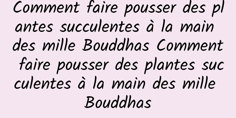 Comment faire pousser des plantes succulentes à la main des mille Bouddhas Comment faire pousser des plantes succulentes à la main des mille Bouddhas