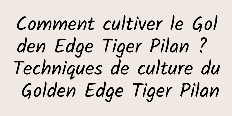 Comment cultiver le Golden Edge Tiger Pilan ? Techniques de culture du Golden Edge Tiger Pilan