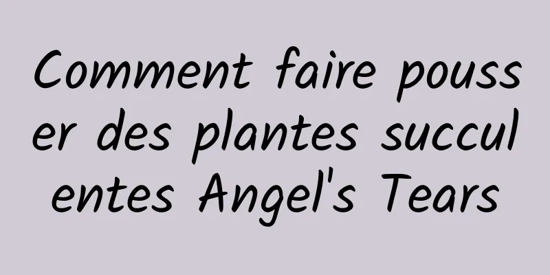 Comment faire pousser des plantes succulentes Angel's Tears