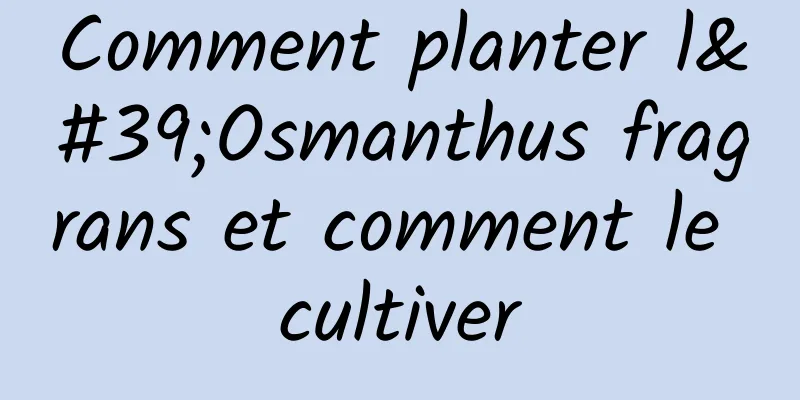 Comment planter l'Osmanthus fragrans et comment le cultiver