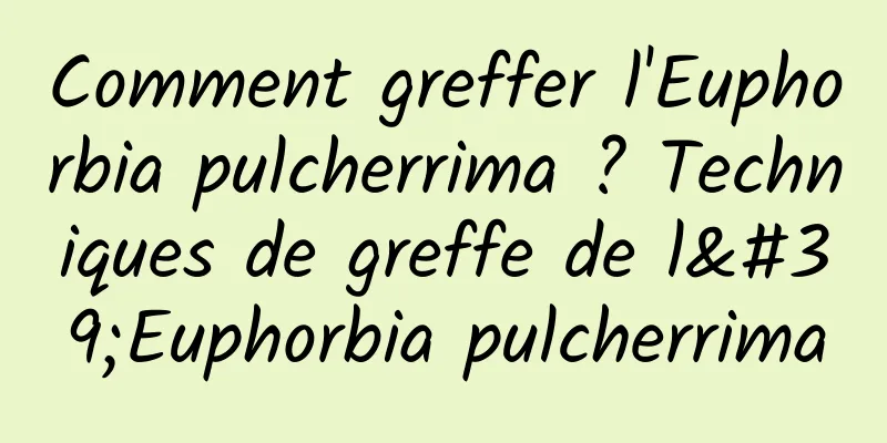 Comment greffer l'Euphorbia pulcherrima ? Techniques de greffe de l'Euphorbia pulcherrima