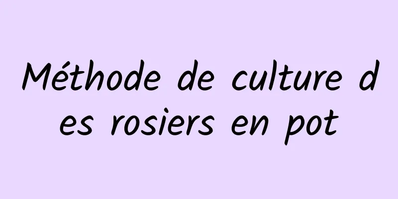 Méthode de culture des rosiers en pot