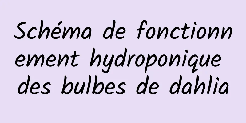 Schéma de fonctionnement hydroponique des bulbes de dahlia