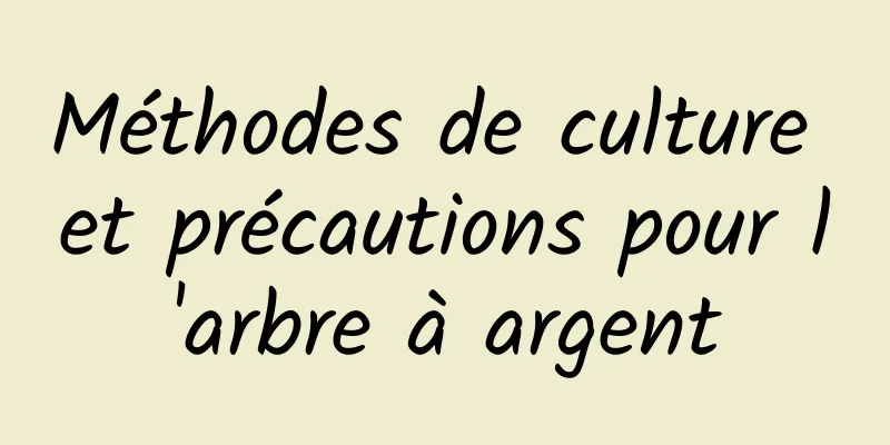 Méthodes de culture et précautions pour l'arbre à argent