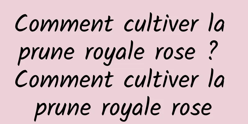 Comment cultiver la prune royale rose ? Comment cultiver la prune royale rose