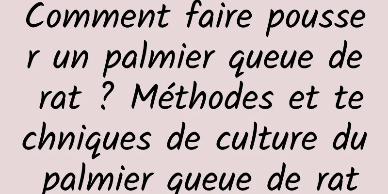 Comment faire pousser un palmier queue de rat ? Méthodes et techniques de culture du palmier queue de rat