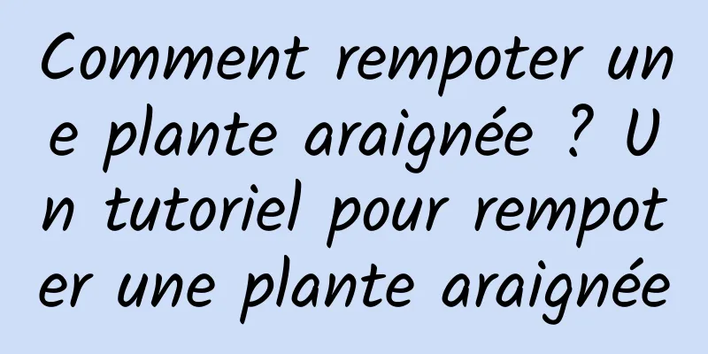 Comment rempoter une plante araignée ? Un tutoriel pour rempoter une plante araignée