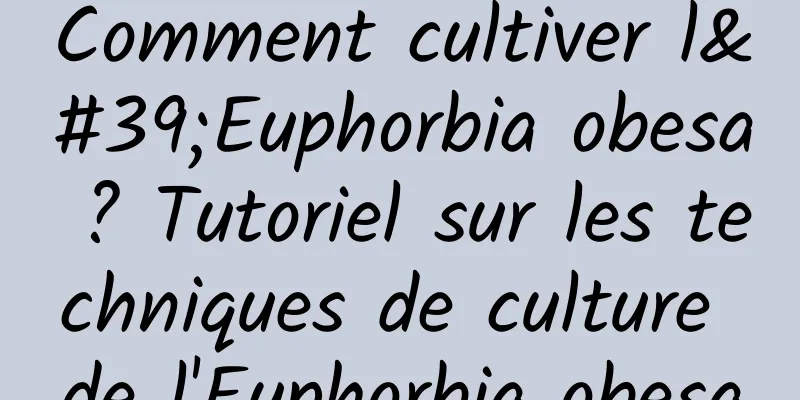 Comment cultiver l'Euphorbia obesa ? Tutoriel sur les techniques de culture de l'Euphorbia obesa