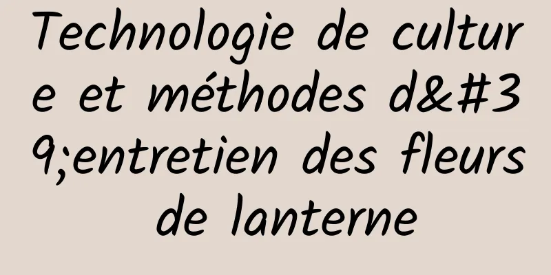 Technologie de culture et méthodes d'entretien des fleurs de lanterne