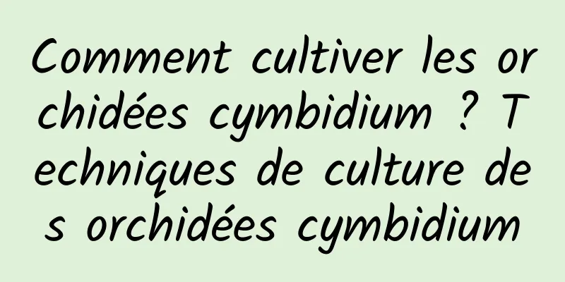 Comment cultiver les orchidées cymbidium ? Techniques de culture des orchidées cymbidium