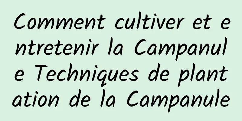 Comment cultiver et entretenir la Campanule Techniques de plantation de la Campanule