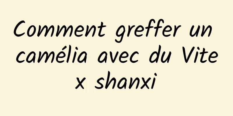 Comment greffer un camélia avec du Vitex shanxi