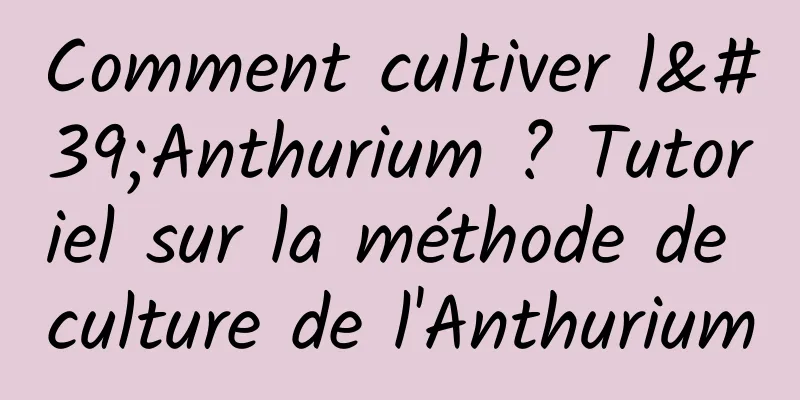 Comment cultiver l'Anthurium ? Tutoriel sur la méthode de culture de l'Anthurium