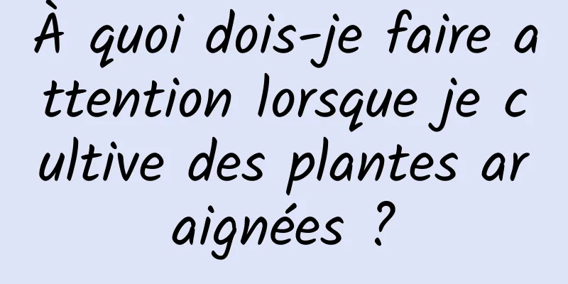 À quoi dois-je faire attention lorsque je cultive des plantes araignées ?